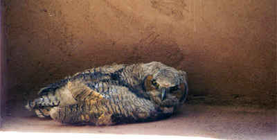 Baby Great Horned Owl